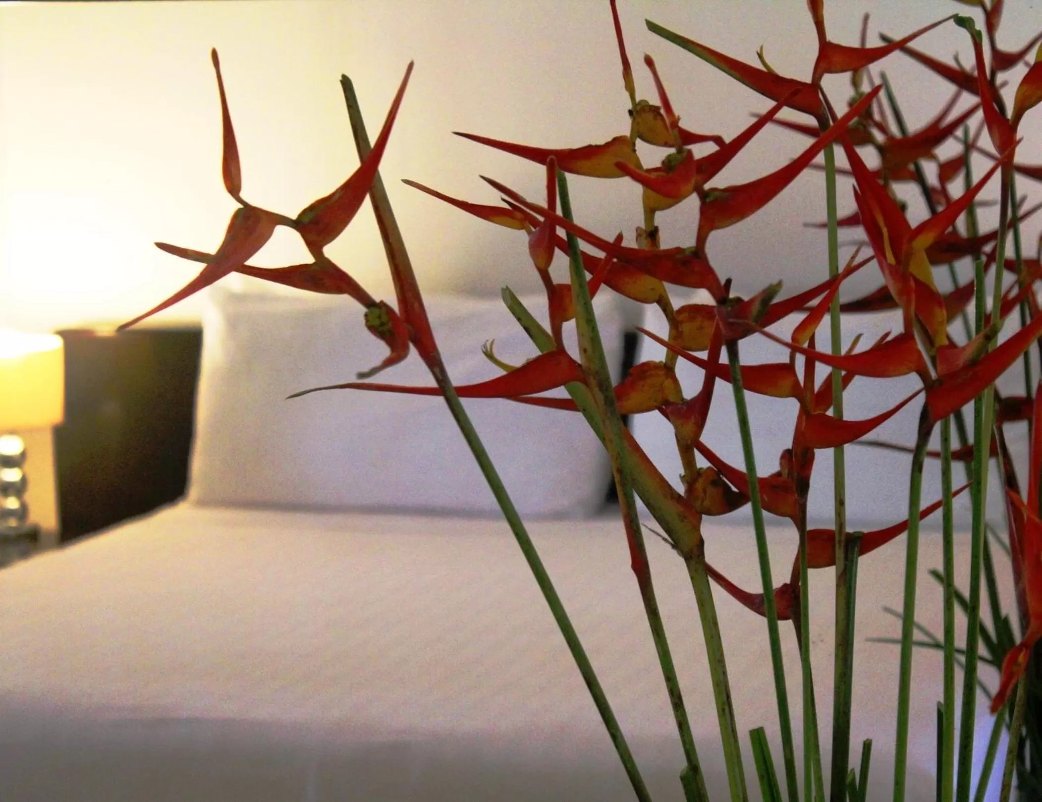 Junior Suite in Albrook Inn