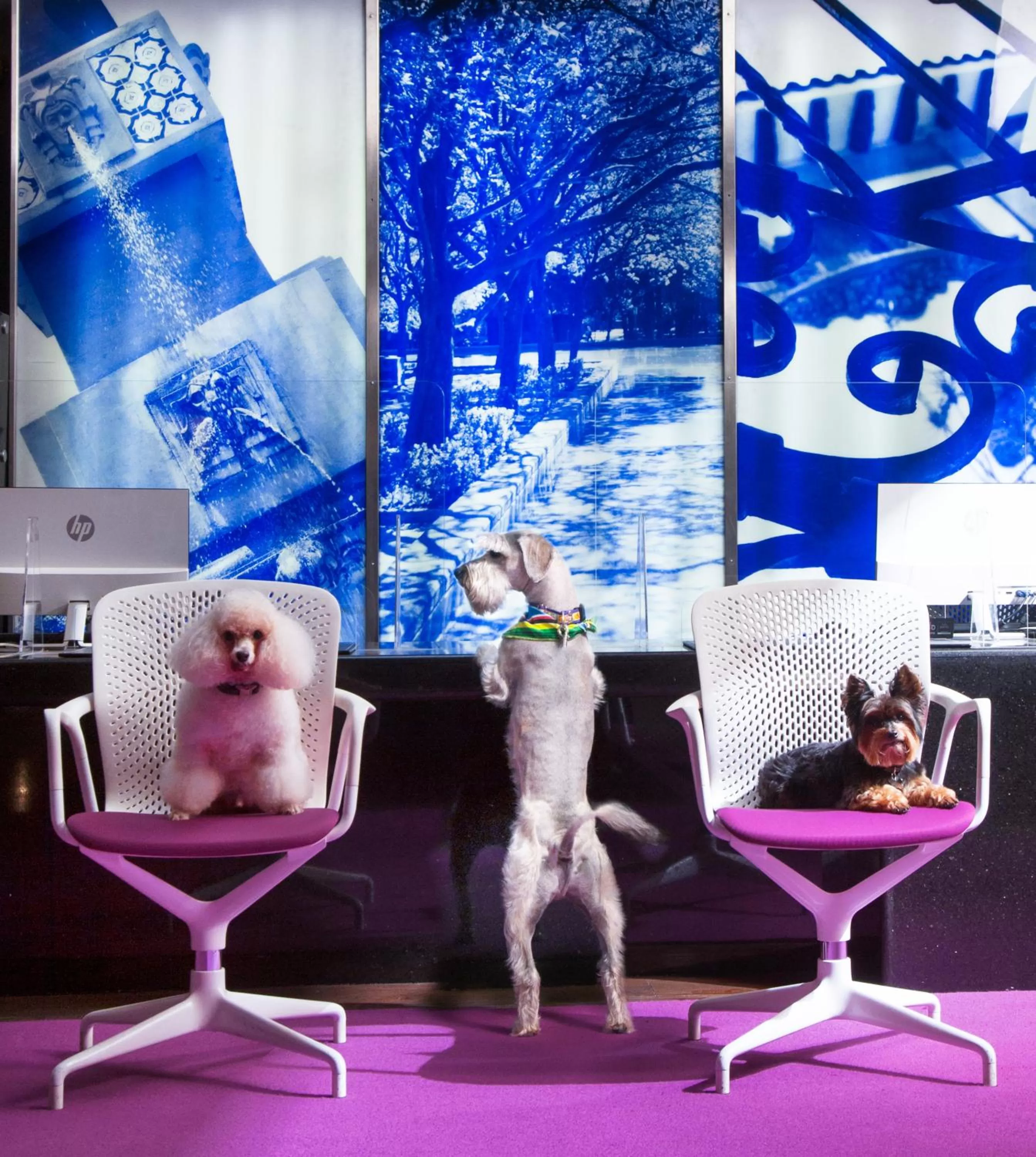 Las Suites Campos Eliseos