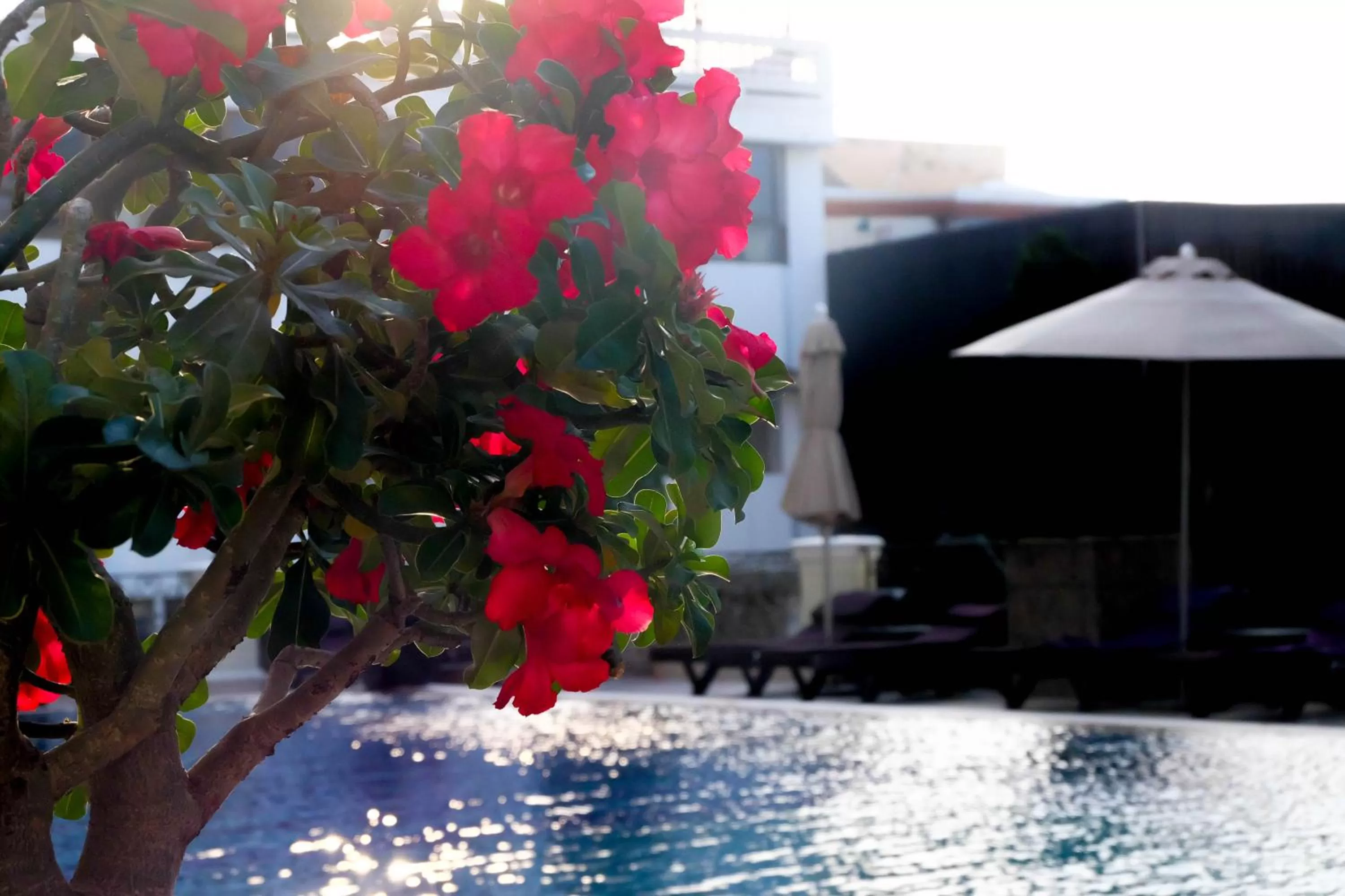 Deluxe Room with Pool View in LK The Empress