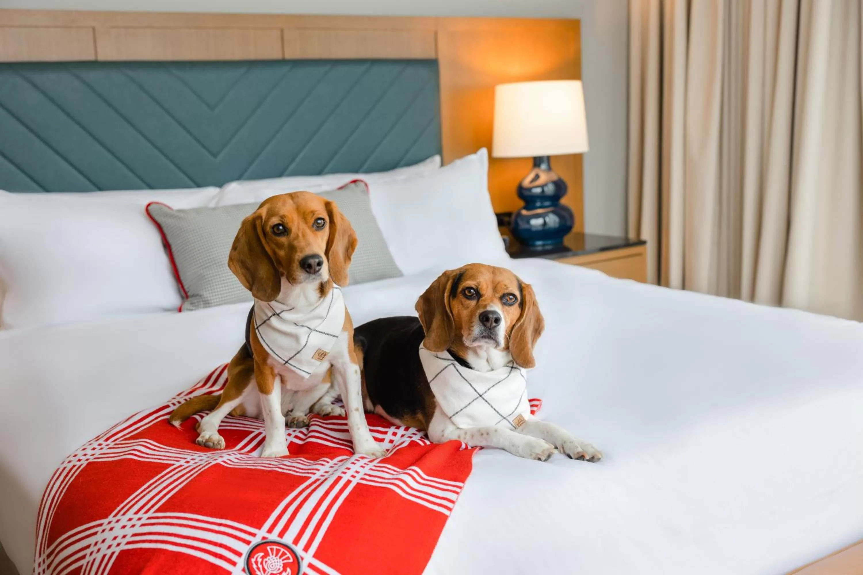 Deluxe Queen Room in The Highlander at Radford, Tapestry Collection by Hilton