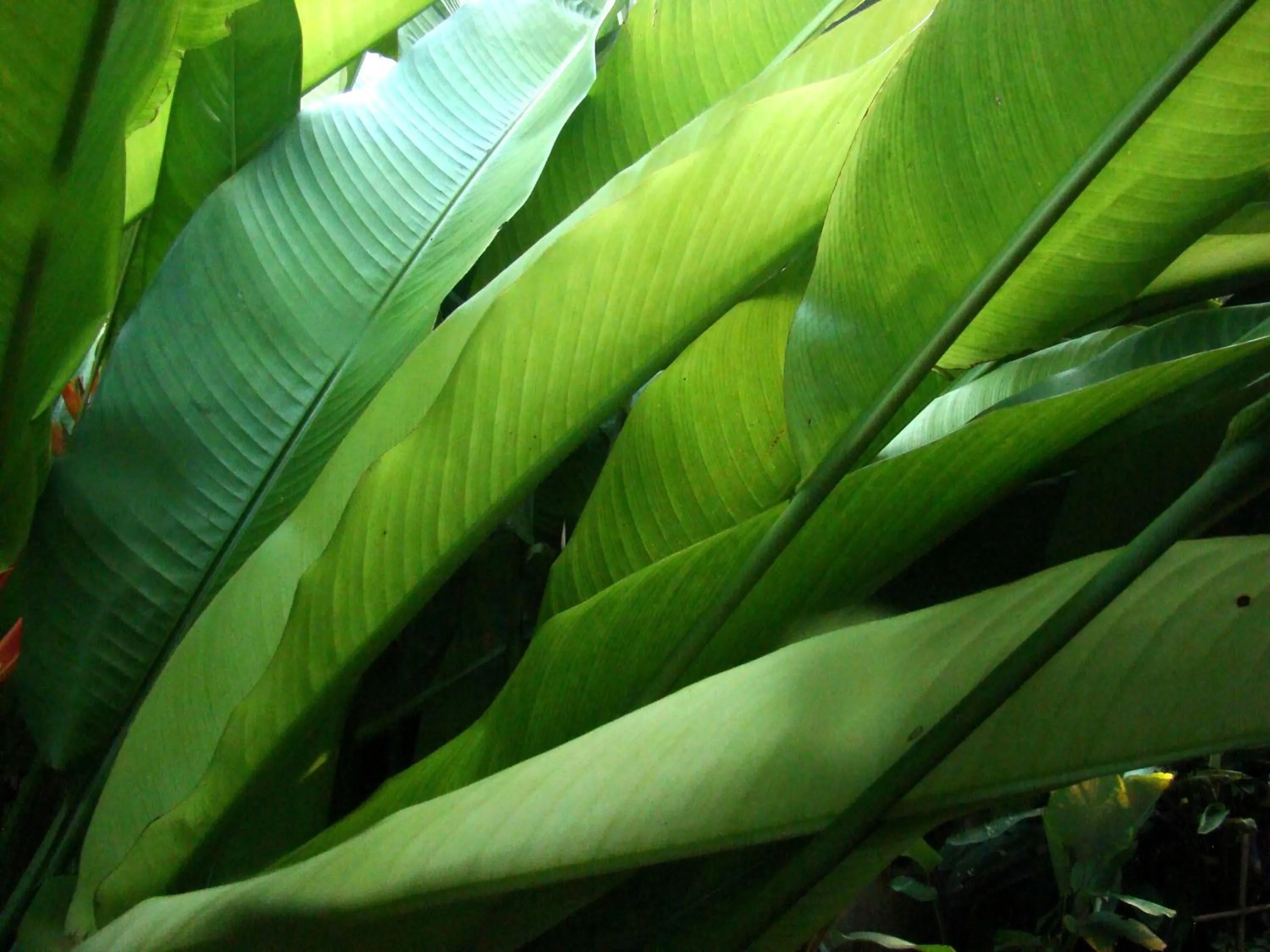 Villa in Teakwood villa