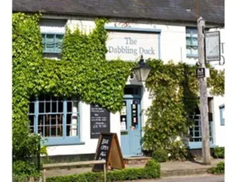 The Dabbling Duck The Dabbling Duck