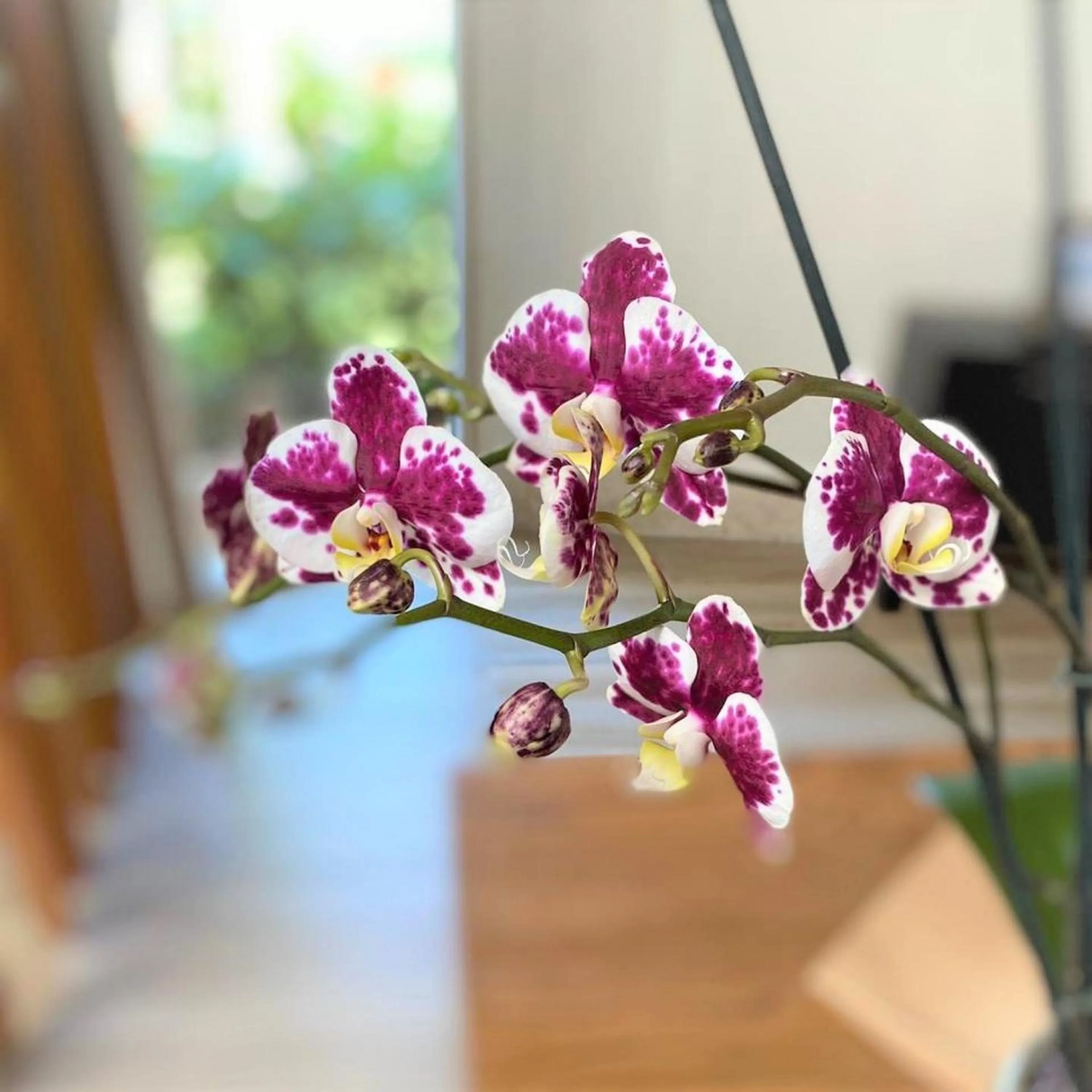 Allure Junior Suite Tropical View King - single occupancy in Breathless Punta Cana Resort & Spa - Adults Only - All Inclusive