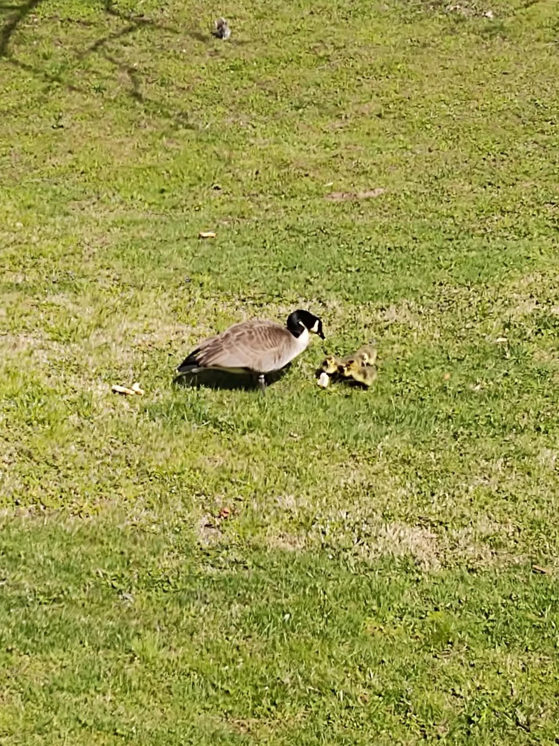 King Suite with River View - Accessible - Non-Smoking in Quality Inn Cherokee