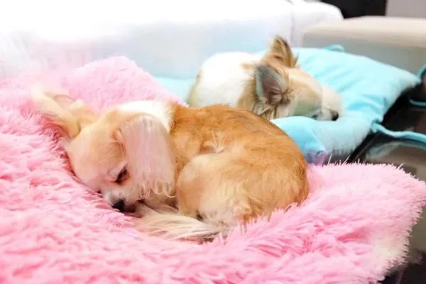 Villa - Pet Friendly  in The Zign Hotel