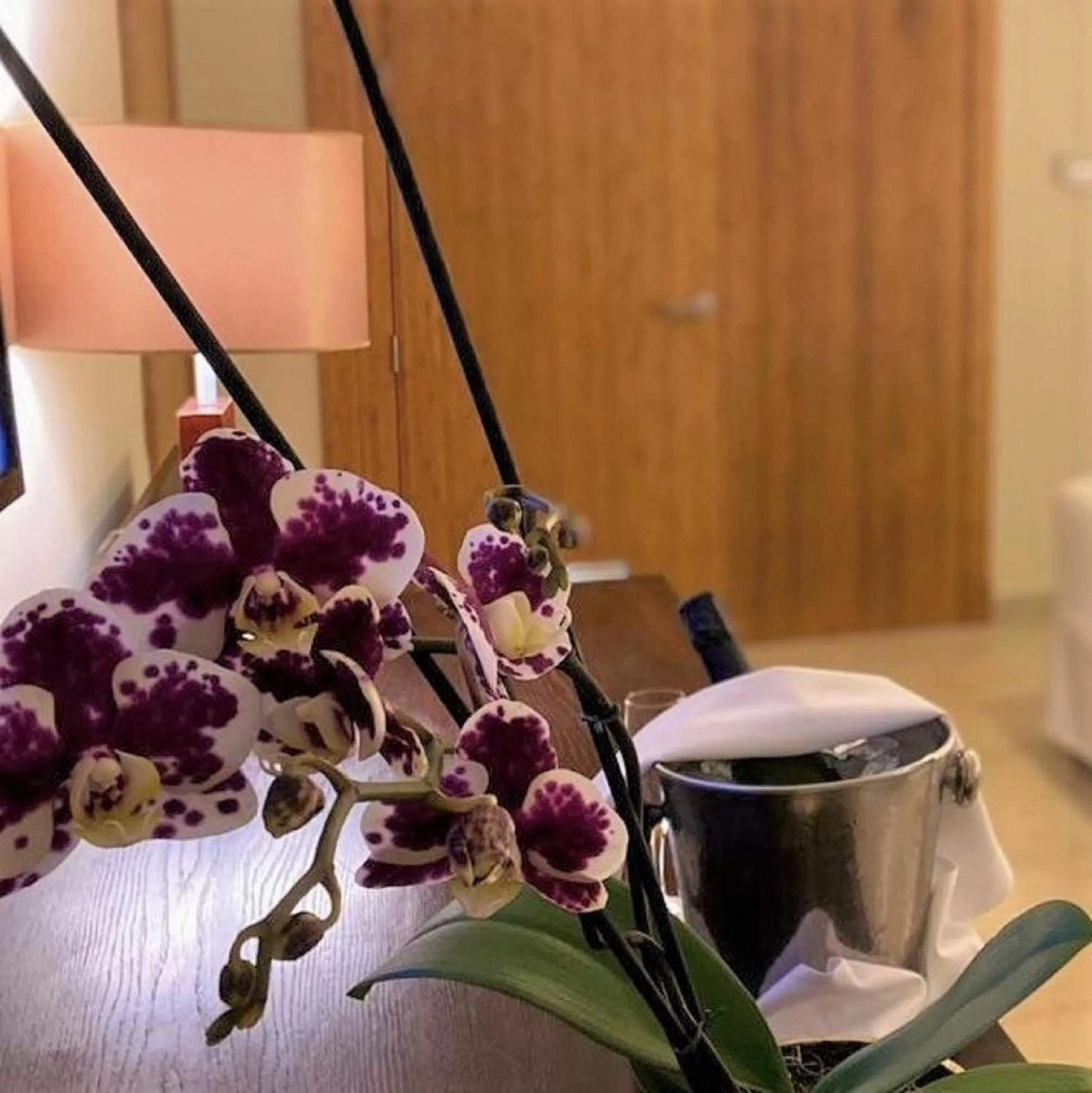 Xhale Club Junior Suite Tropical View Double - single occupancy in Breathless Punta Cana Resort & Spa - Adults Only - All Inclusive