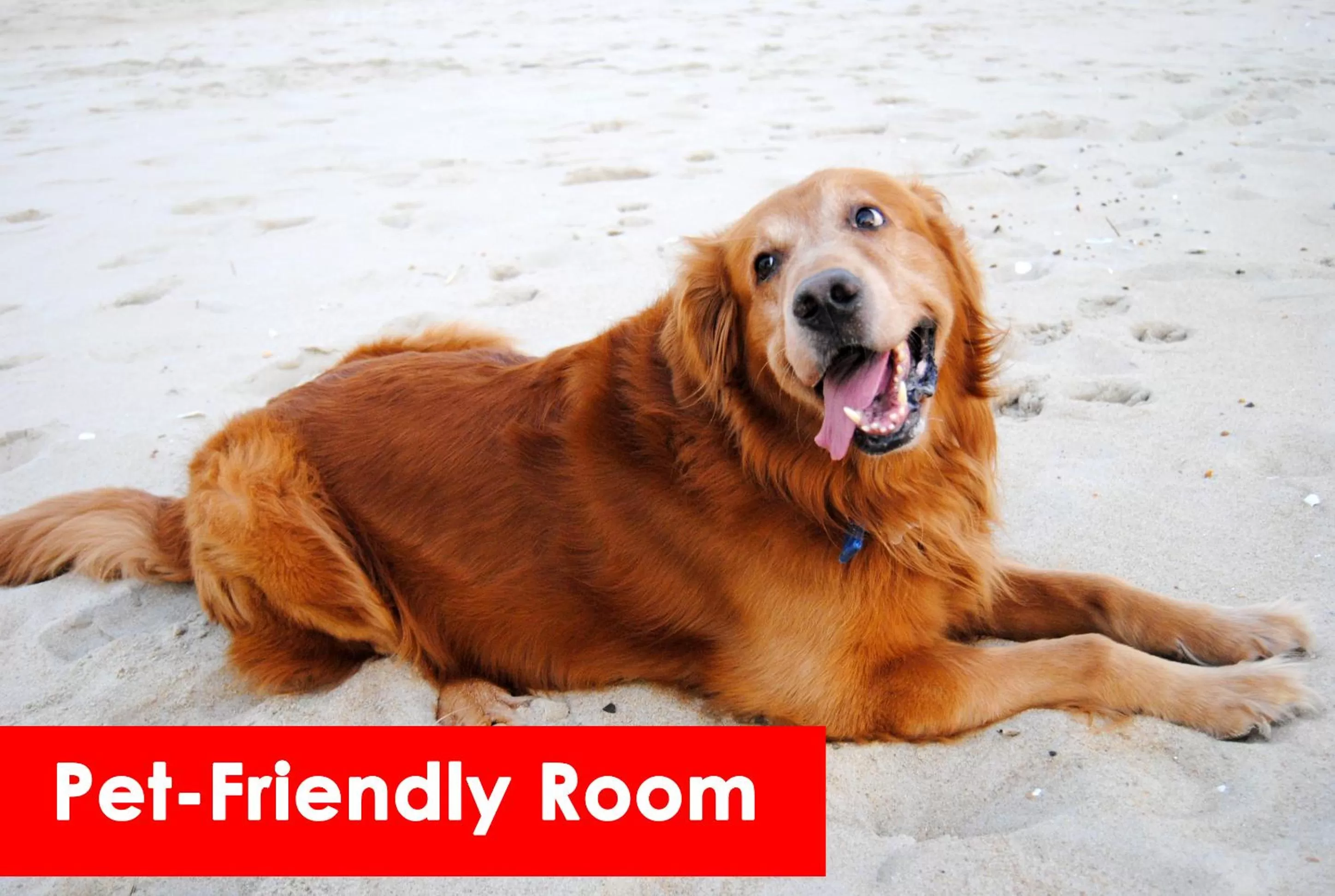 Pets in Fenwick Inn