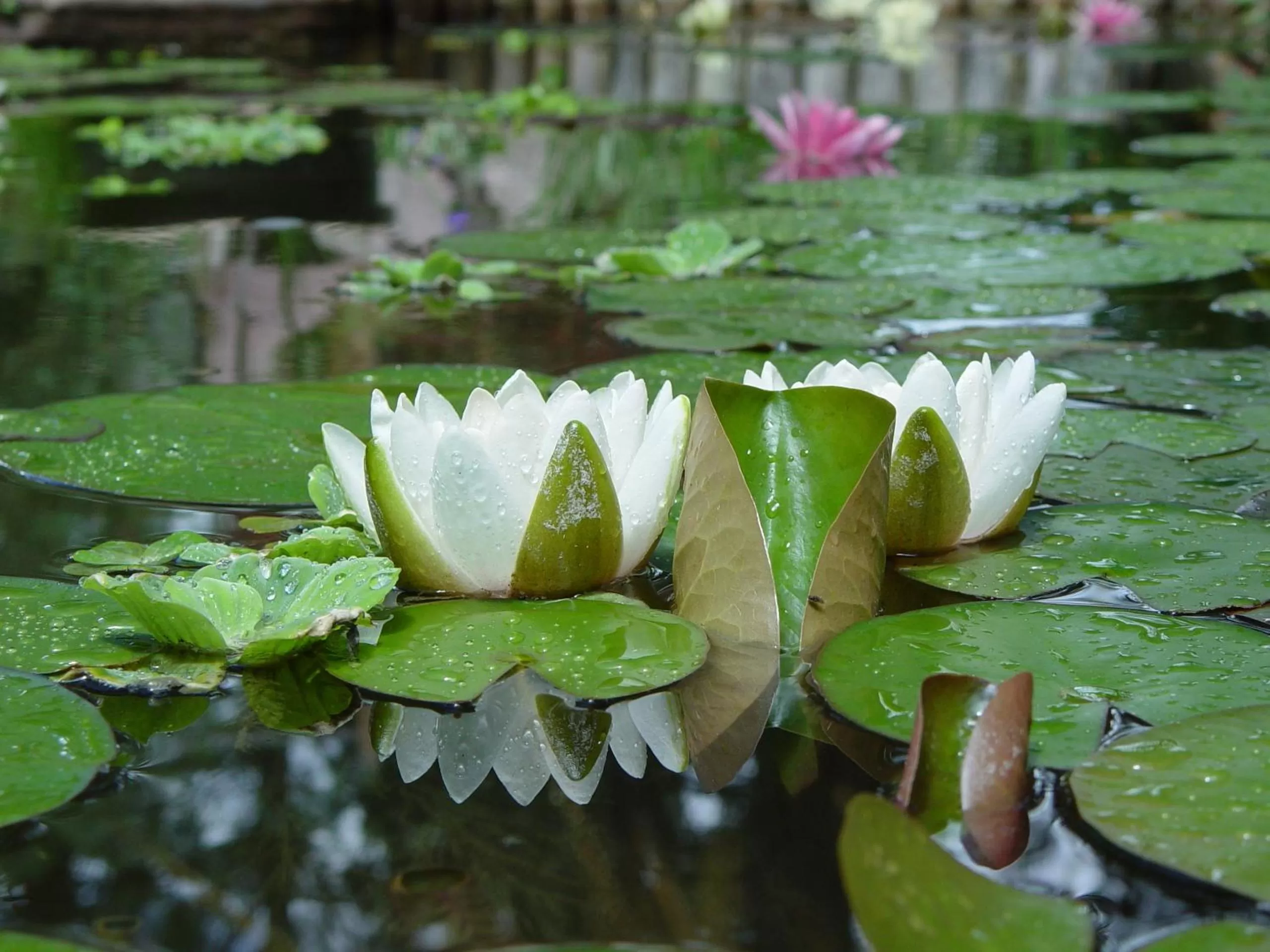 Deluxe King Room in Blue Mountain Bed and Breakfast