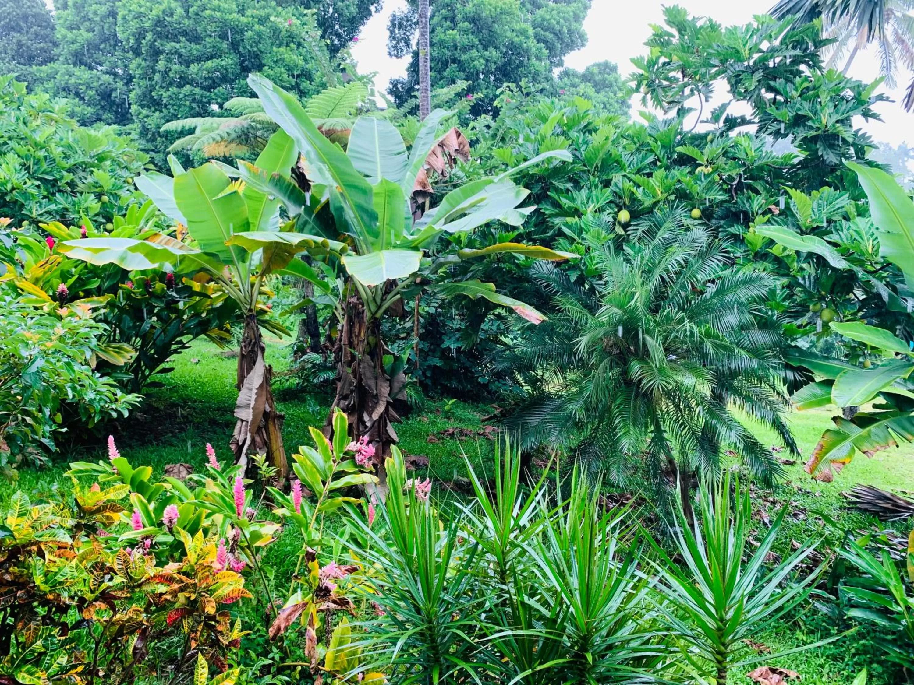 King Room in Wild Ginger Hotel