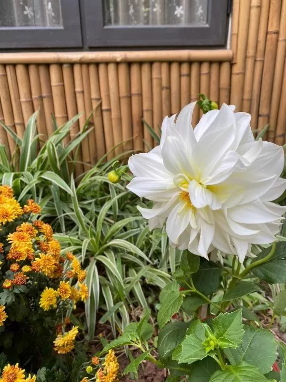 Deluxe Double or Twin Room in Trang An Moon Garden Homestay