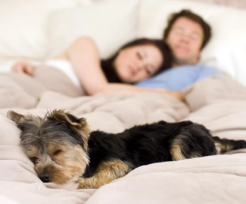 Queen Room with Two Queen Beds - Pet Friendly in Ocean Star Inn