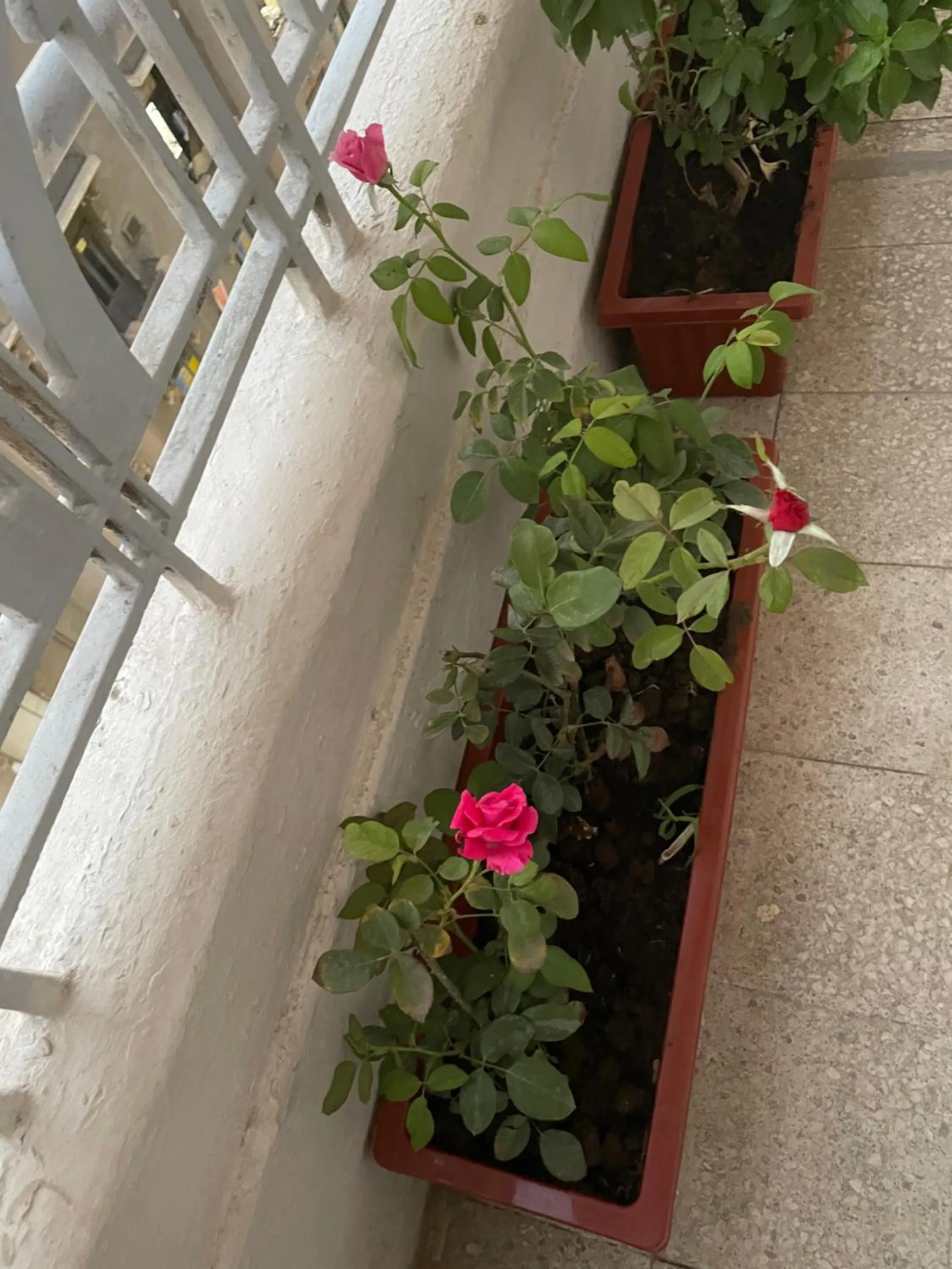 Twin Room with Private Bathroom in Central Cairo Hotel