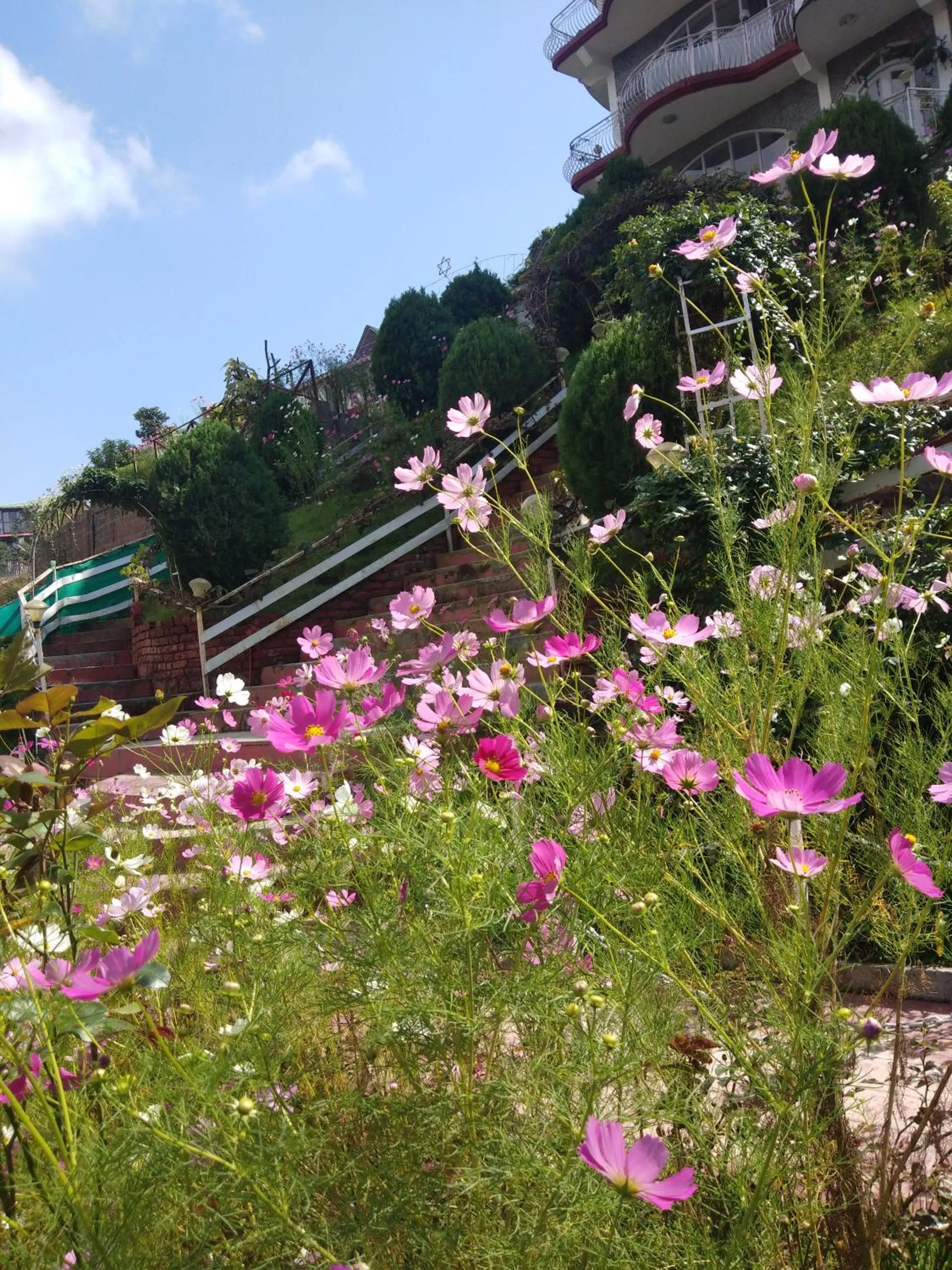 Hotel Victoriya Palace,Mcleod Ganj