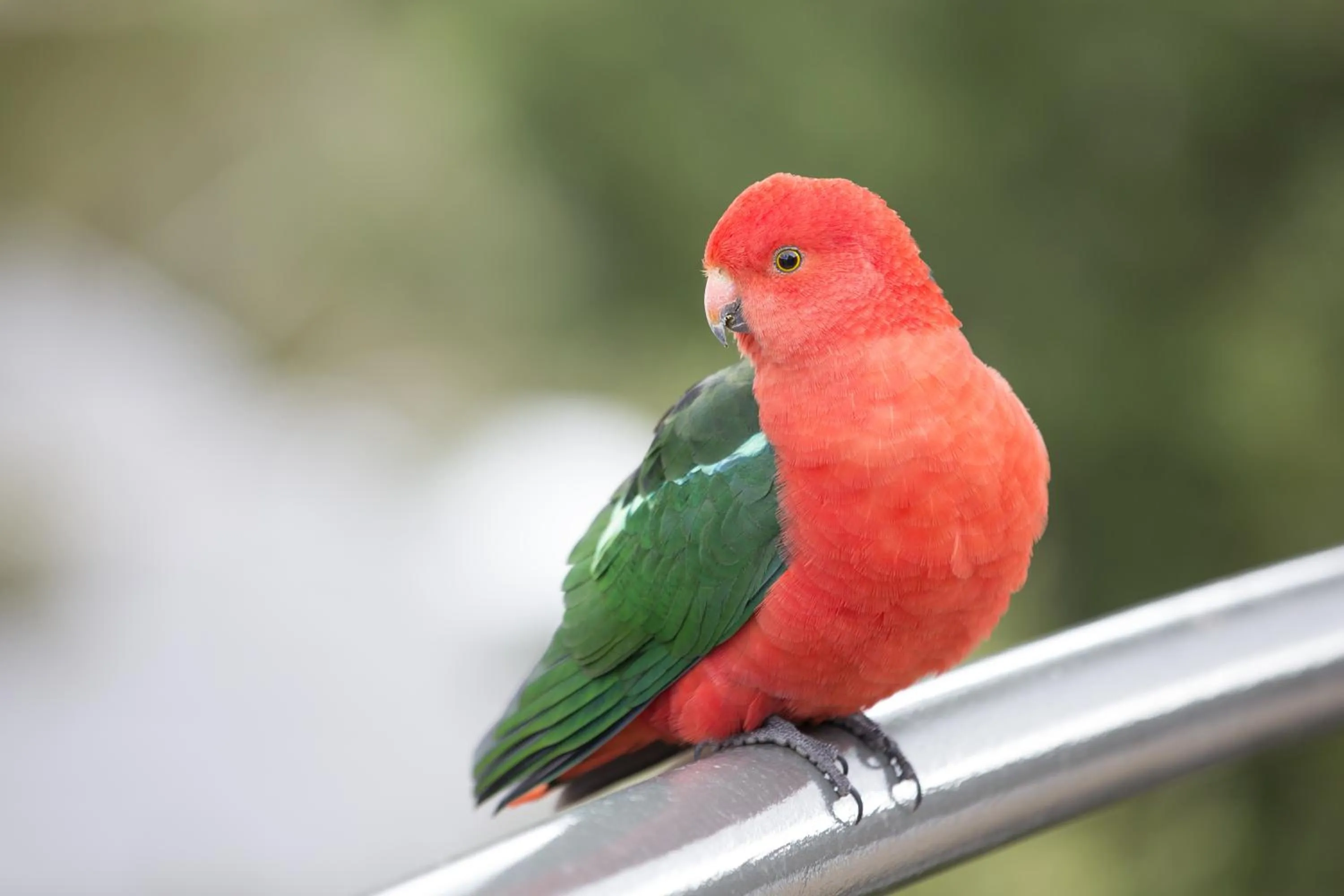 Standard King Room in The Sebel Pinnacle Valley