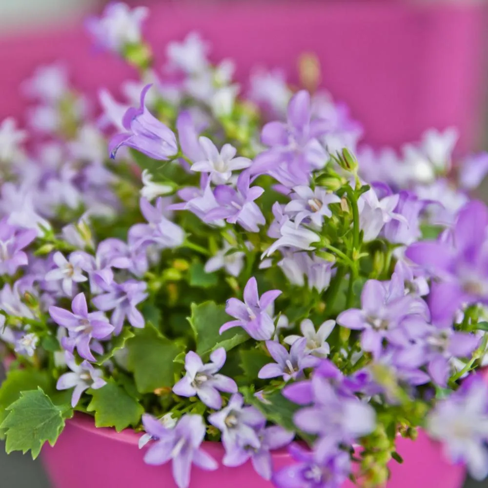 Double Room in Alix Boutique