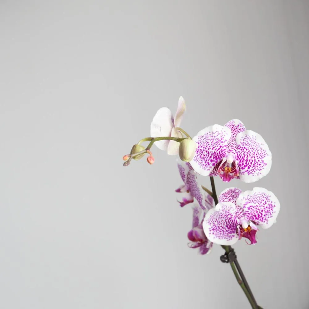 Suite (2 Adults) in Alix Boutique