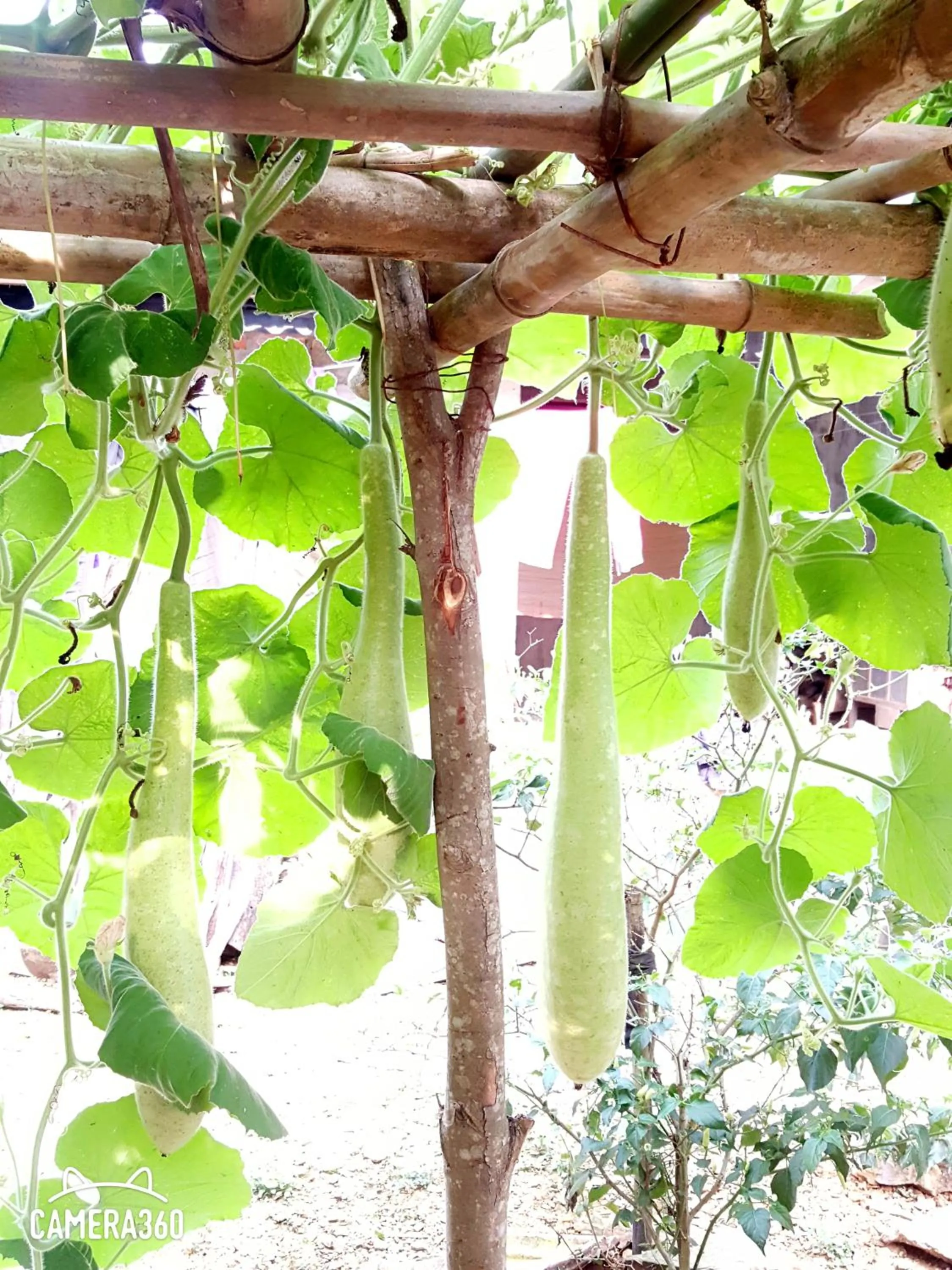 Twin Room with Mountain View in Phong Nha Love Homestay