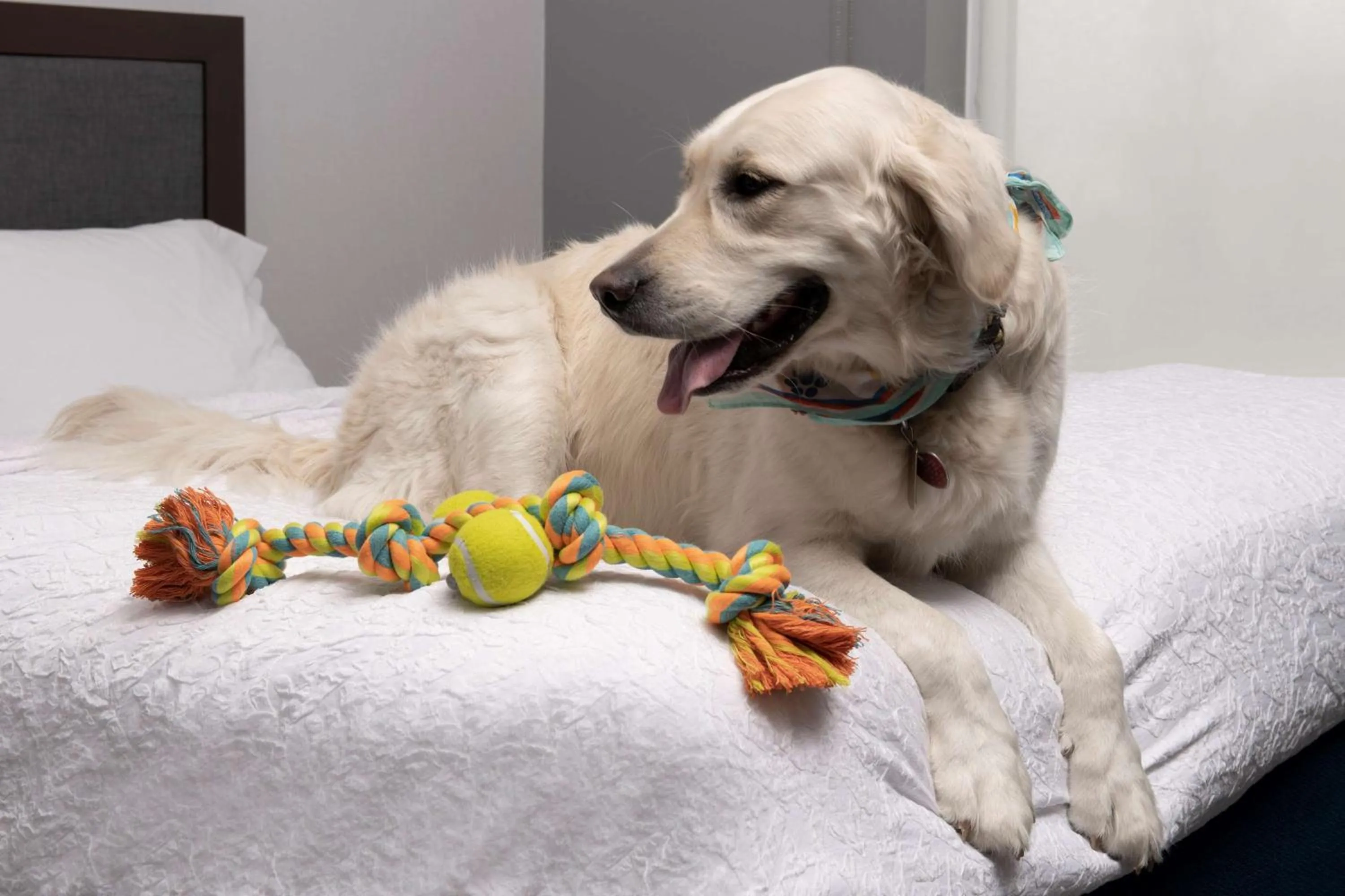 King Studio Suite - Non Smoking in Hampton Inn & Suites Rapid City Rushmore, SD