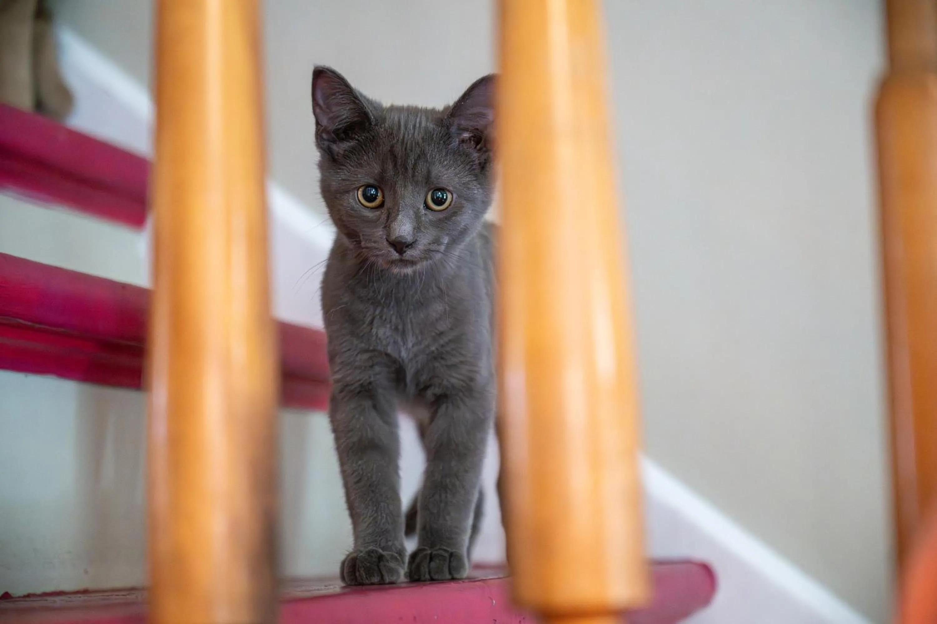 Standard King Room in Auberge Carpe Diem